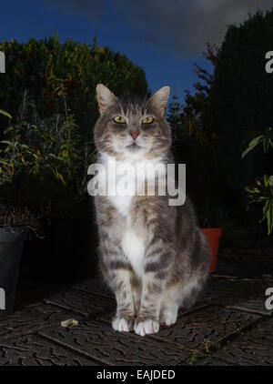 Tabby cat sat on patio at night Stock Photo