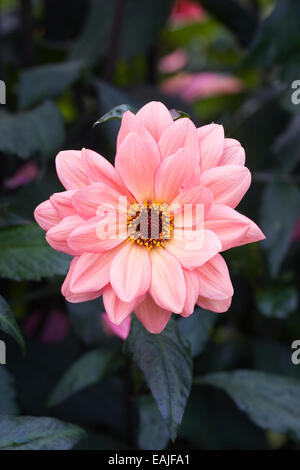 Dahlia 'Classic Poeme'  growing in an herbaceous border. Stock Photo
