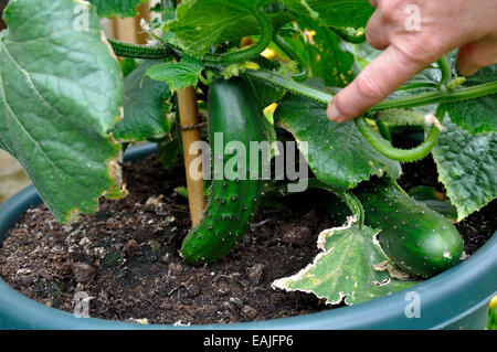 Organic Cucumbers (Cucumis sativus) 'Marketmore' variety ready to pick from plant in garden Stock Photo