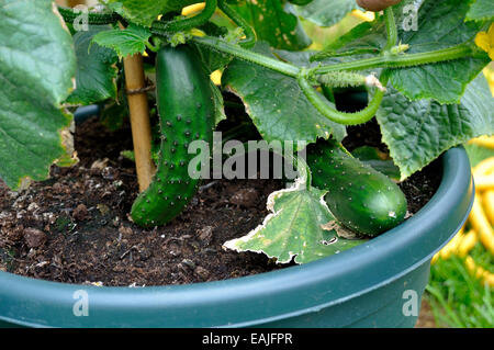 Close-up of Organic Cucumbers (Cucumis sativus) 'Marketmore' variety ready to be picked from plant in garden Stock Photo