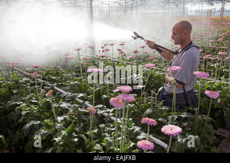 man sprays pink gerbera flowers in greenhouse in the netherlands Stock Photo