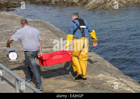 Box of freshly caught shrimps being weighed on quayside at Cunnamore Pier West Cork Ireland Stock Photo