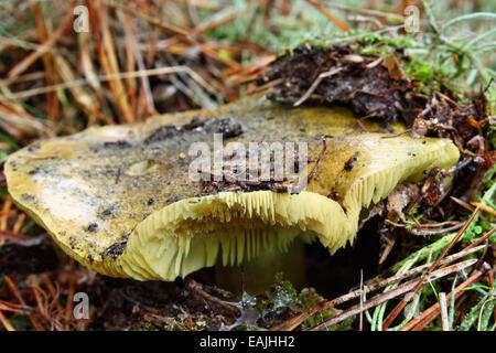 Tricholoma equestre mushroom poisonous growing in the forest Stock Photo