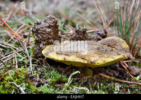 Hidden mushroom poisonous tricholoma equestre growing in the forest Stock Photo