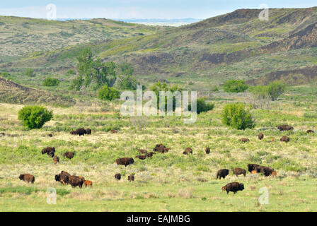 Bison herd on the Great Plains of Montana at American Prairie Reserve. South of Malta, Montana. Stock Photo