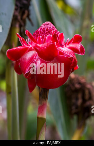 Red torch ginger flower Stock Photo