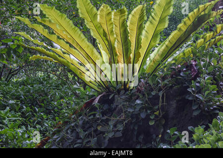 Bird's nest fern in Hawaii Stock Photo
