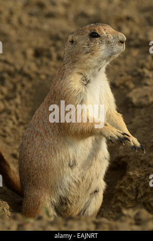 A pregnant black-tailed prairie dog in the Great Plains of Montana at American Prairie Reserve, central Montana. Stock Photo