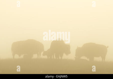 Bison with calves in the fog on the Great Plains of Montana at American Prairie Reserve. South of Malta in Phillips County, Mont Stock Photo