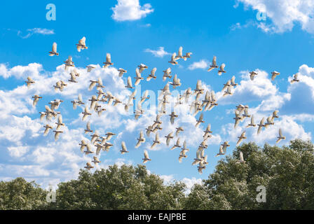 Flock of Sulphur-crested Cockatoos Cacatua Galerita along Arnhem Hwy, Adelaide River, in Litchfield Park NT Australia Stock Photo