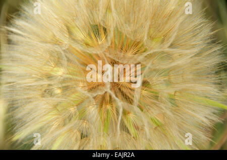 Yellow salsify seedhead. Great Plains in the American Prairie Reserve region of the C.M. Russell National Wildlife Refuge. Stock Photo