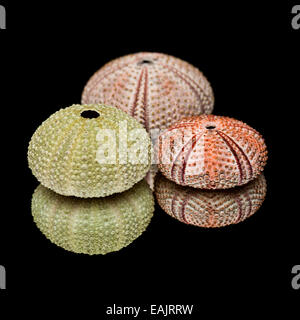 sea urchin skeletons on black mirror Stock Photo