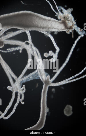 Hydra, light micrograph, in South China. Stock Photo