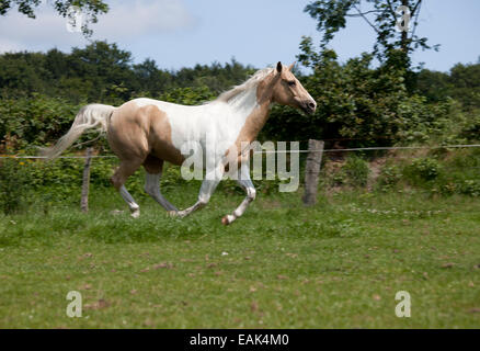 Horse with fine bridle Palomino paint galloping on meadow Stock Photo