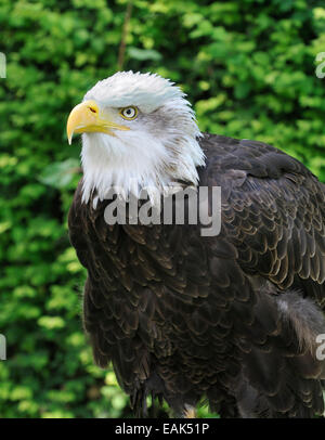 Northern or Alaskan Bald Eagle - Haliaeetus leucocephalus washingtoniensis Stock Photo