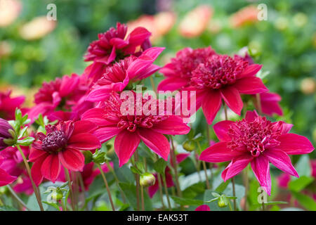 Dahlia 'Purpinca'  flowers in an herbaceous border. Stock Photo