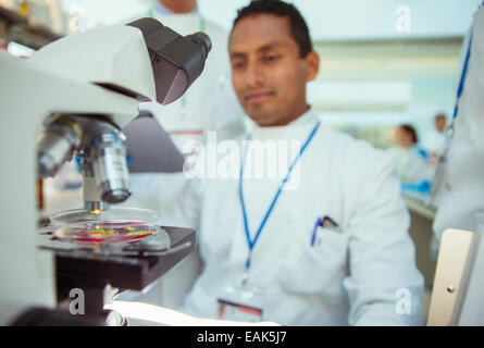 Scientist with sample under microscope in laboratory Stock Photo
