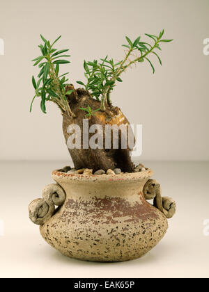 Potted caudiciform plant Stock Photo
