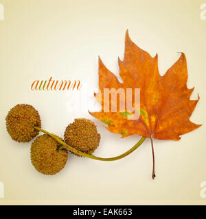 picture of a dried leaf and some Platanus seed balls, and the word autumn written on a beige background, with a retro effect Stock Photo