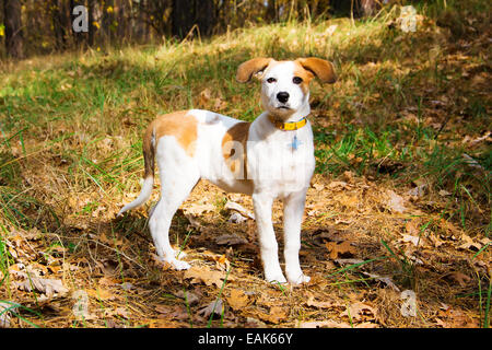 how big is an istrian shorthaired hound