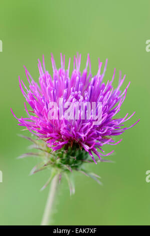 Spear Thistle or Bull Thistle (Cirsium vulgare, Cirsium lanceolatum), flower, North Rhine-Westphalia, Germany Stock Photo