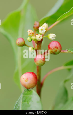 Alder Buckthorn (Frangula alnus, Rhamnus buckthorn), fruits, Bavaria, Germany Stock Photo