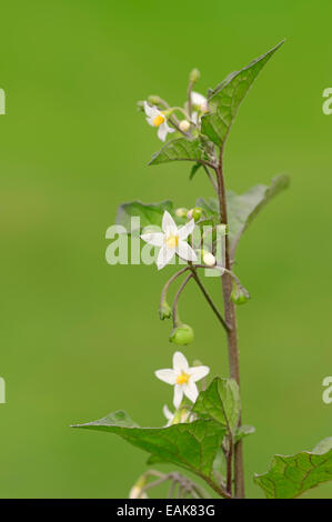 European Black Nightshade, Duscle or Hound's Berry (Solanum nigrum), North Rhine-Westphalia, Germany Stock Photo