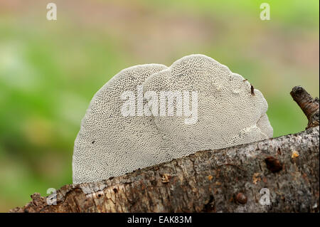 Blushing Bracket Fungus (Daedaleopsis confragosa), lowerside with pores, North Rhine-Westphalia, Germany Stock Photo