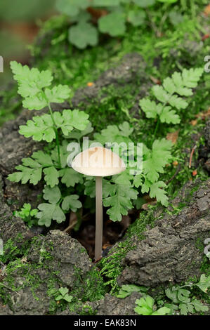 Common Bonnet or Rosy-gill Fairy Helmet (Mycena galericulata) and Brittle Bladder Fern or Fragile Fern (Cystopteris fragilis) Stock Photo