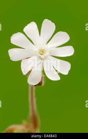 White Campion or Bladder Campion (Silene latifolia, Melandrium album), flower, North Rhine-Westphalia, Germany Stock Photo
