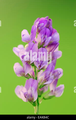 Alfalfa or Lucerne (Medicago sativa), North Rhine-Westphalia, Germany Stock Photo