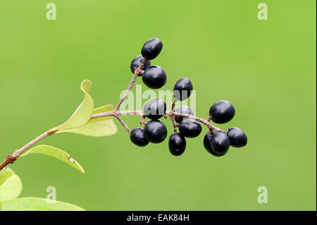 Wild Privet or European Privet (Ligustrum vulgare), branch with ripe berries, North Rhine-Westphalia, Germany Stock Photo