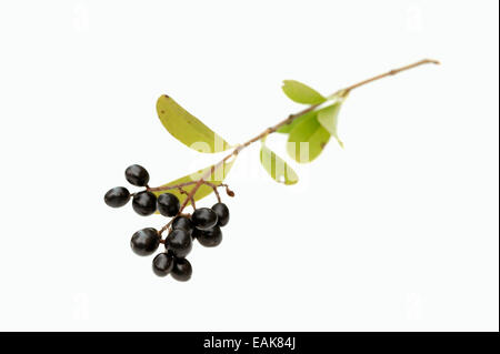 Wild Privet, Common Privet or European Privet (Ligustrum vulgare), branch with ripe berries Stock Photo