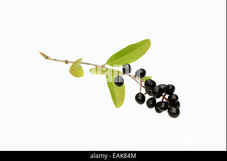 Wild Privet, Common Privet or European Privet (Ligustrum vulgare), branch with ripe berries Stock Photo