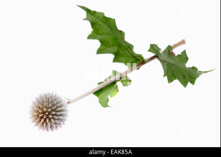 Great Globe Thistle or Pale Globe-Thistle (Echinops sphaerocephalus), flower Stock Photo