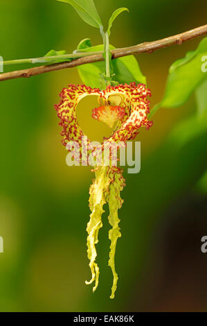 Moue Liane (Monodora crispata), flower, native to tropical Africa, North Rhine-Westphalia, Germany Stock Photo
