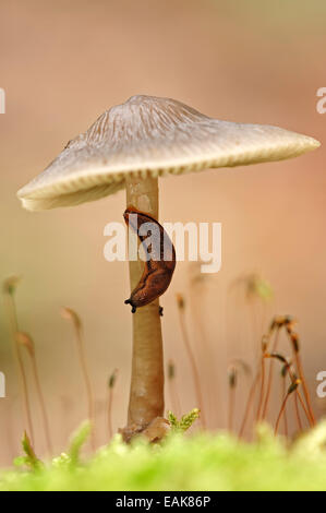Brown-banded Arion or Dotted Slug (Arion circumscriptus) on a Bonnet (Mycena sp.), Gelderland, The Netherlands Stock Photo