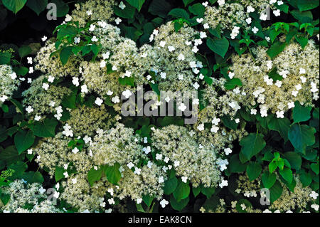Flowers of Climbing Hydrangea (Hydrangea petiolaris), Salzburg, Salzburg State, Austria Stock Photo