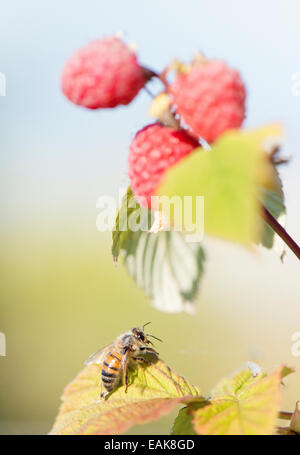 Close up of bee and ripe raspberries on bush in garden. Stock Photo