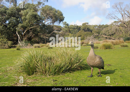 Cape Barren Goose (Cereopsis novae-hollandiae), Flinders-Chase-Nationalpark, Kangaroo Island, South Australia, Australia Stock Photo