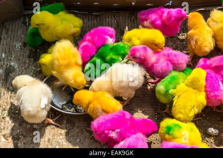 Artificially coloured chicks for sale, Rekong Peo, Himachal Pradesh, India Stock Photo