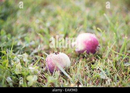 Two fallen apples on wet autumn grass Stock Photo
