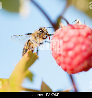 Close up of bee and ripe raspberry on bush in garden. Stock Photo