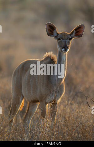 Greater Kudu (Tragelaphus strepsiceros), young female, Kruger National Park, South Africa Stock Photo