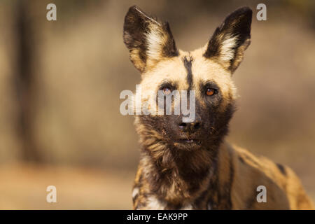 African Wild Dog (Lycaon pictus), captive, Harnas Wildlife Foundation, Namibia Stock Photo