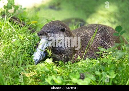 Asian Short-clawed Otter (Aonyx cinerea) eating a fish, Northwood, Christchurch, Canterbury Region, New Zealand Stock Photo