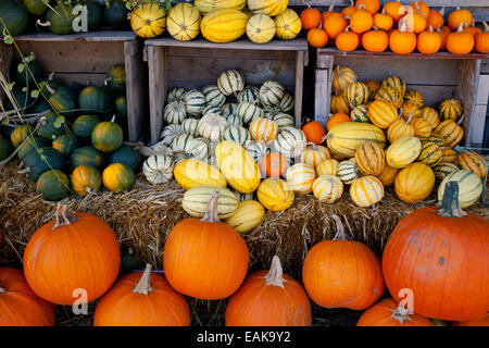 Pumpkins, squashes and gourds at the autumn market, Granby, Eastern Townships, Quebec Province, Canada Stock Photo