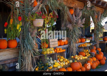 Pumpkins, squashes and gourds at the autumn market, Granby, Eastern Townships, Quebec Province, Canada Stock Photo