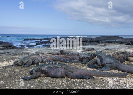 Marine Iguanas (Amblyrhynchus cristatus), San Salvador Island, Galápagos Islands, Ecuador Stock Photo