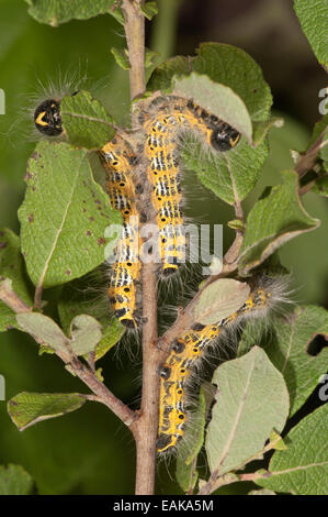 Caterpillars of Buff-tip Moths (phalera bucephala) feeding on an Eared Sallow Bush (Salicetum auritae), Baden-Württemberg Stock Photo